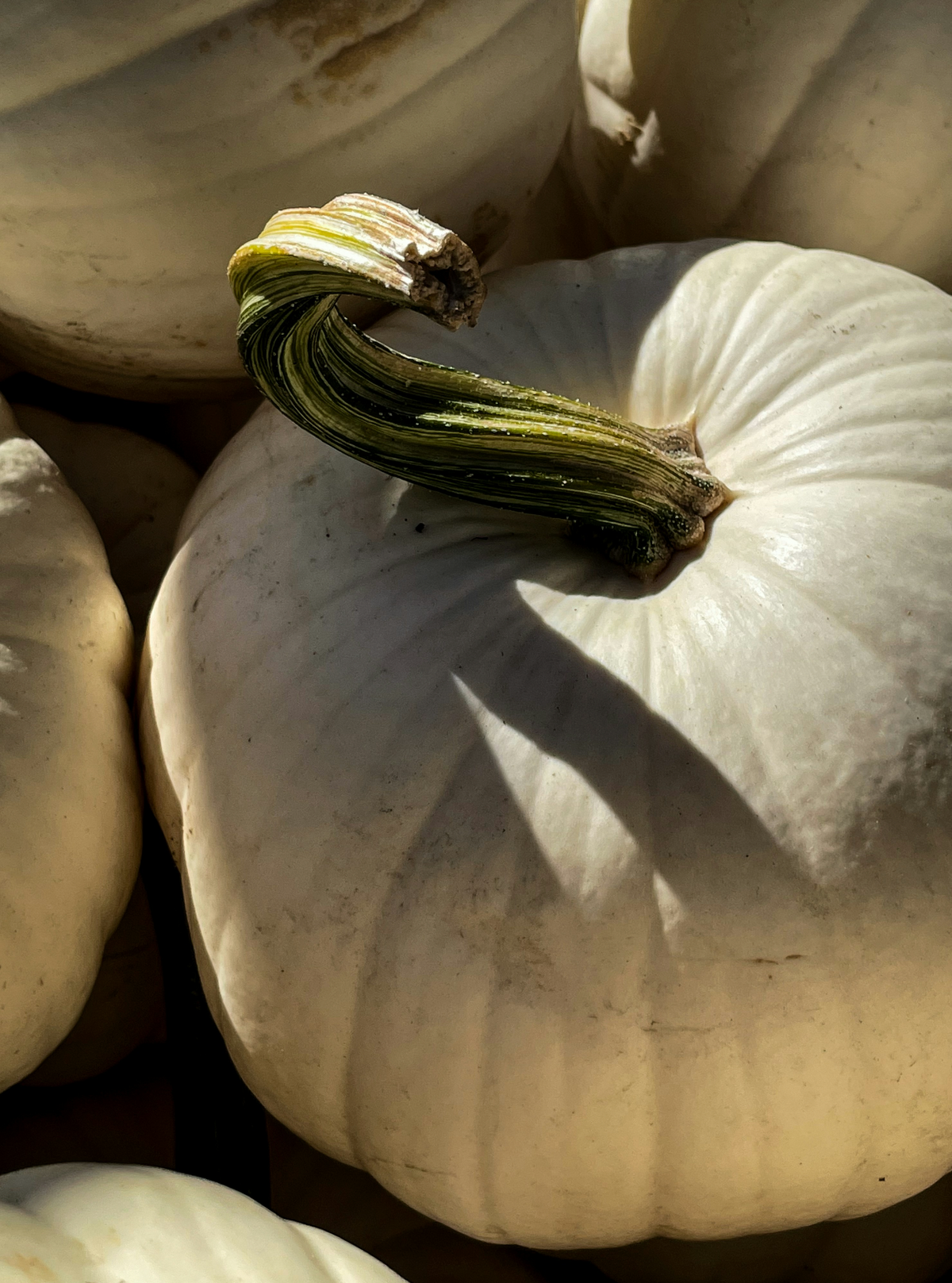 White Pumpkin 100 ml Reed Diffuser
