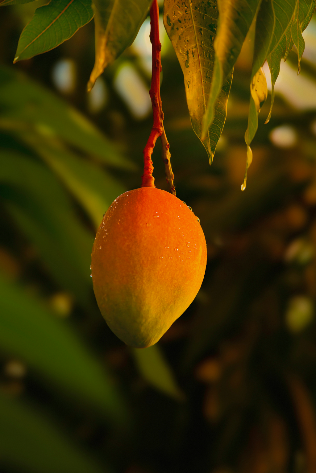 Guava Mango 120 ml Reed Diffuser