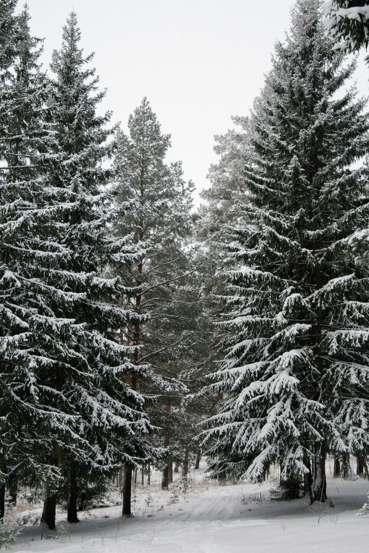 Winter Pine 110 ml Reed Diffuser