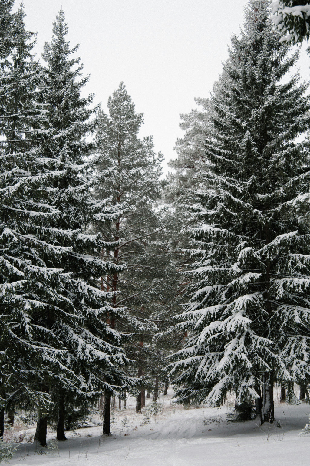 Winter Pine 107 ml Room Spray